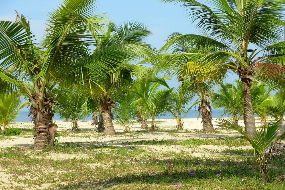 Marari Beach
